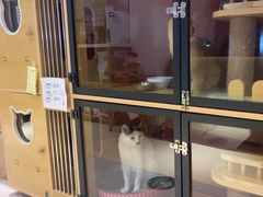 -御宝贝·A梦猫科宠物医院(国际猫友好医院)
