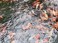 -千岛湖东南湖区