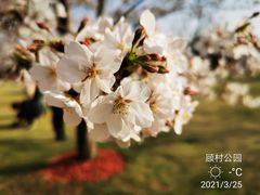 -顾村公园