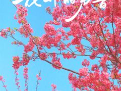 -天适樱花悠乐园