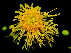 -重庆市江北嘴中央商务区中央公园