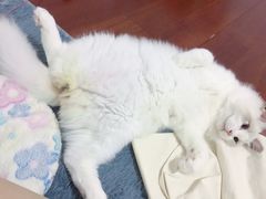 -Bastet sally猫舍购宠(静安店)