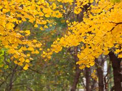 -金地格林小镇6号院