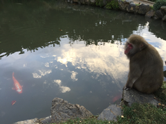 -岚山猴子公园