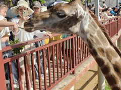 -西霞口神雕山野生动物世界