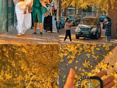 -三里屯东五街银杏大道