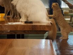 -猫小院猫主题餐厅(三里屯店)