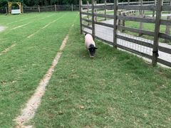 -前小桔亲子创意农场·草莓采摘·露营烧烤