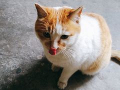 -Feiyue飞跃(长乐路店)
