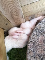 -萌宠亲子动物乐园(槐房万达店)