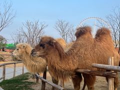 -祥源·阜阳生态乐园