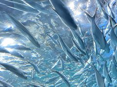 -上海海洋水族馆