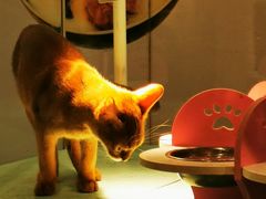 -猫小院猫主题餐厅(三里屯店)