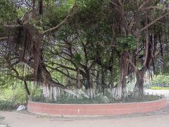 -五缘湾湿地公园