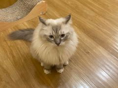 -滚猫咖啡·猫咖·猫友好撸猫(未来城店)