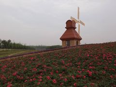 -杭州湾海上花田景区