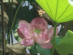 -陈家山荷花公园