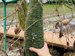 -紫颐香薰山谷景区