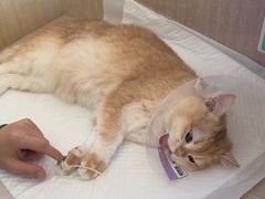 -北京观赏动物医院·24小时大型综合·猫专科·异宠专科