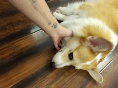 -豆柴町-柴犬主题狗咖(红鼎国际C座店)