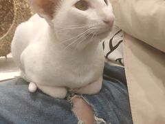 -飞行喵MR PILOT|猫舍·猫咖(静安大融城店)