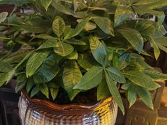 -儒之堂足道·SPA·推拿(莫干山路店)