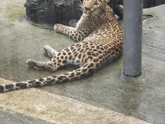 -深圳野生动物园