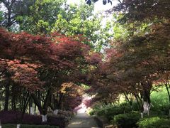 -铁山坪森林公园