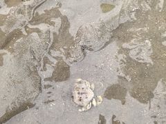 -万尾金滩