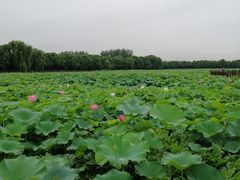 -荷塘月色湿地公园·向阳花洲