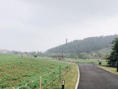 -径山花海
