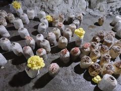 -仙蘑洞