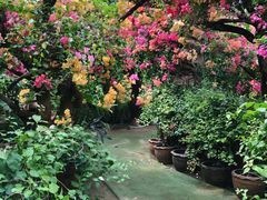 -呀路古热带植物园