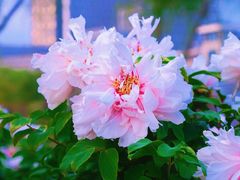 -东南大学(九龙湖校区)