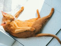 -飞行喵MR PILOT|猫舍·猫咖(静安大融城店)