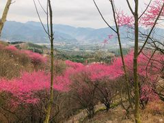 -新建村梅花