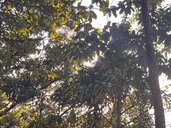 -梧桐山风景名胜区