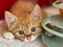 -纳吉亚猫专科动物医院博雅分院