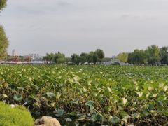 -长春市南湖公园