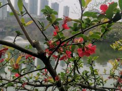 -重庆彩云湖湿地公园
