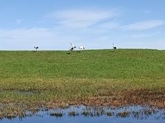 -黑龙江扎龙生态旅游区