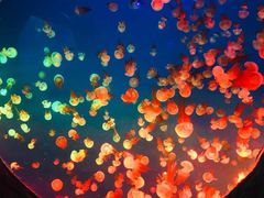 -梦幻海洋王国(吾悦广场张家港店)