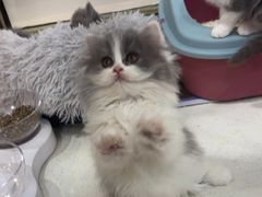 -糯米喵星人总部直营旗舰店·猫舍·幼猫出售