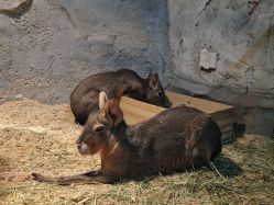 -Zoolung Zoolung动物主题公园(海信广场店)