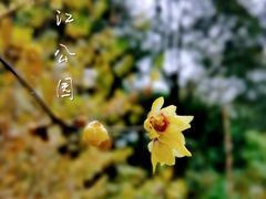 -望江楼公园