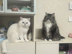 -乖乖宠物医院·猫科·骨科·24小时(云岗分院)