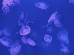 -福州罗源湾海洋世界旅游区