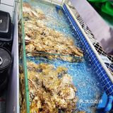 羊肉串不错哦