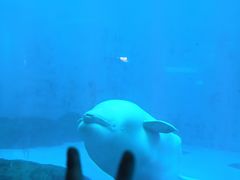 -海合安成都极地海洋公园