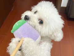 -萌宠之家·腊肠犬·马尔泰·小体犬舍